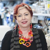 Adriana Haimovitz-Friedman, PhD