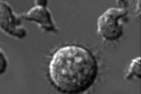 NK cells attacking